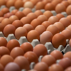 Rohde’s Free Range Eggs